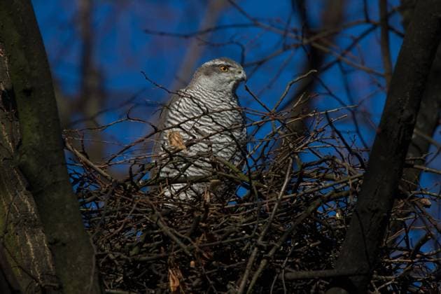 Habicht (Accipiter gentilis) am Horst McPRMU *** Goshawk Accipiter gentilis at eyrie McPRMU McPRMU