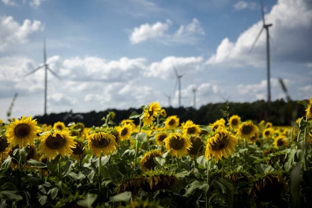 Ein Windpark zeichnet sich hinter einem Sonnenblumenfeld ab in Brandenburg bei Luckau, 27.07.2021. Luckau Deutschland *** A wind farm looms behind a field of sunflowers in Brandenburg near Luckau, 27 07 2021 Luckau Germany Copyright: xJaninexSchmitz photothek.dex