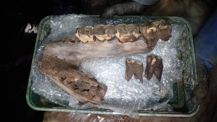 Bilder des Jahres 2022, News 02 Februar News Themen der Woche VIDEO AVAILABLE: The remains of a woolly mammoth have been found in a cave in Devon. The bones, which were also found alongside those of a woolly rhinoceros, wolf, and a hyena, are thought to date back to the last Ice Age - about 30,000 to 60,000 years ago. Archaeologists found the remains during the building of a new town development near Plymouth. Lead archaeologist Rob Bourn from Orion Heritage claimed the finds were of national significance . The developers of Sherford new town have pursued archaeological work at the site since 2015 to unearth any finds of interest. The Sherford Consortium, who are in charge of the project, have said the underground area where the remains were found would be conserved Copyright: xx 51129283 EDITORIAL USE ONLY. NOT FOR USE BY NEWSPAPERS BASED IN THE UK.