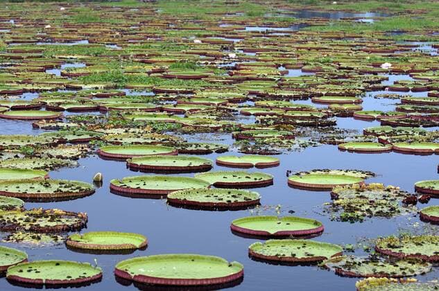 IMAGO Nature: Unsere Erde, Naturschutz, Naturschutzgebiete in Südamerika Koenigliche Riesenseerose, Viktoria-Seerose, Riesen-Seerose (Victoria amazonica, Victoria regia), am natuerlichen Standort, Brasilien, Pantanal giant water lily, Amazon water lily (Victoria amazonica, Victoria regia), at the natural habitat, Brazil, Pantanal BLWS660988 *** Victoria amazonica, Victoria regia , at the natural habitat, Brazil, Pantanal giant water lily, Amazon water lily Victoria amazonica, Victoria regia , at the natural habitat, Brazil, Pantanal BLWS660988 Copyright: xblickwinkel McPHOTO I.xSchulzx