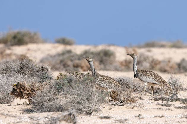 IMAGO Nature: Unsere Erde, Tiere, Tierische Meister der Tarnung Kragentrappe, Kragen-Trappe, Saharakragentrappe, Sahara-Kragentrappe (Chlamydotis undulata), zwei Maennchen laufen zusammen in Halbwueste, Kanaren, Lanzarote houbara bustard (Chlamydotis undulata), two males walk in semi-desert, Canary Islands, Lanzarote BLWS660923 *** Sahara Bustard Chlamydotis undulata , two males walk together in semi desert, Canary Islands, Lanzarote houbara bustard Chlamydotis undulata , two males walk in semi desert, Canary Islands, Lanzarote BLWS660923 Copyright: xblickwinkel M.xWoikex