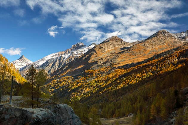 Europaeische Laerche (Larix decidua, Larix europaea), Valsavarenche Tal suedlich Pont, Herbstfaerbung der Laerchen, Grajische Alpen um Punta Nera, Italien, Gran Paradiso Nationalpark common larch, European larch (Larix decidua, Larix europaea), Valsavarenche Valley south of Pont, larches with autumn colours, Graian Alps around Punta Nera, Italy, Gran Paradiso National Park BLWS660963 *** European larch Larix decidua, Larix europaea , Valsavarenche Valley south of Pont, autumn colors of larches, Graian Alps around Punta Nera, Italy, Gran Paradiso National Park common larch, European larch Larix decidua, Larix europaea , Valsavarenche Valley south of Pont, larches with autumn colors, Graian Alps around Punta Nera, Italy, Gran Paradiso Copyright: xblickwinkel M.xWoikex