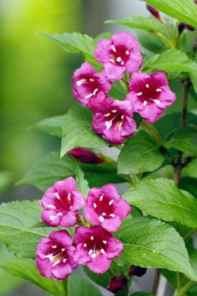 Weigelie (Weigela spec.), bluehend weigela (Weigela spec.), blooming BLWS661602 *** Weigela Weigela spec , flowering weigela Weigela spec , blooming BLWS661602 Copyright: xblickwinkel McPHOTO I.xSchulzx
