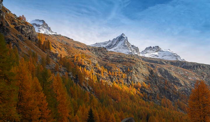 Europaeische Laerche (Larix decidua, Larix europaea), Valsavarenche Tal suedlich Pont, Herbstfaerbung der Laerchen, Blick auf Becca di Monciair, Italien, Gran Paradiso Nationalpark common larch, European larch (Larix decidua, Larix europaea), Valsavarenche Valley south od Pont, larches with autumn colours, view onto Becca di Monciair, Italy, Gran Paradiso National Park BLWS660960 *** European larch Larix decidua, Larix europaea , Valsavarenche Valley south od Pont, autumn colors of larches, view onto Becca di Monciair, Italy, Gran Paradiso National Park common larch, European larch Larix decidua, Larix europaea , Valsavarenche Valley south od Pont, larches with autumn colors, view onto Becca di Monciair, Italy, Gran Paradiso National Copyright: xblickwinkel M.xWoikex