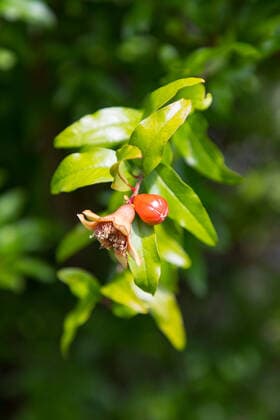 IMAGO Nature: Unsere Erde: Pflanzenwelt: Bedrohte Arten verblühte Blüte und Blütenknospe vom Granatapfel (Punica granatum), Freiburg im Breisgau, Baden-Württemberg, Deutschland
