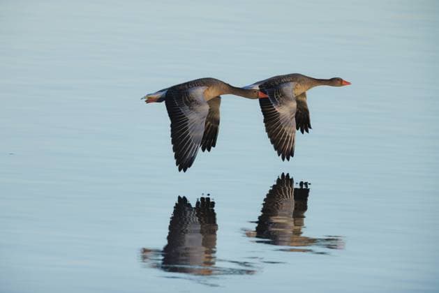 IMAGO Creative: 2022 Favoriten IMAGO Creative: Reflexionen - Natur IMAGO Creative: Dichotomien, Reflexionen Graugans, Grau-Gans (Anser anser), zwei Graugaense fliegen in der Morgendaemmerung ueber einen See, Spiegelung, Deutschland, Bayern greylag goose (Anser anser), two greylag geese flying over a lake at dawn, reflection, Germany, Bavaria BLWS661333 *** Greylag goose Anser anser , two greylag geese flying over a lake at dawn, reflection, Germany, Bavaria BLWS661333 Copyright: xblickwinkel A.xHartlx