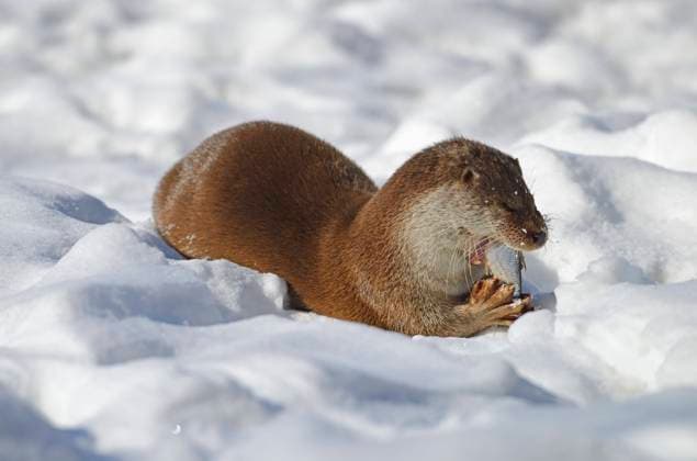 Europaeischer Fischotter, Eurasischer Fischotter, Fischotter (Lutra lutra), frisst gefangenen Fisch im Schnee, Deutschland, Brandenburg European river otter, European Otter, Eurasian Otter (Lutra lutra), eating caught fish in the snow , Germany, Brandenburg BLWS661818 *** European river otter, Eurasian otter, otter Lutra lutra , eating caught fish in the snow , Germany, Brandenburg European river otter, European otter, Eurasian otter Lutra lutra , eating caught fish in the snow , Germany, Brandenburg BLWS661818 Copyright: xblickwinkel McPHOTO I.xSchulzx