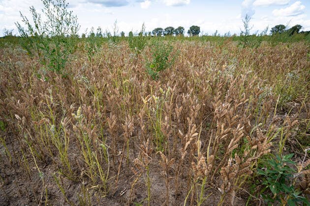 Veganer Trend - Lupinen als Eiweisträger. Erntereife Lupinen auf dem Feld. Symbolfoto. Vereinzelt sieht man auch in Norddeutschland inzwischen Felder, auf denen Leguminosen angebaut werden, z.b: Erbsen, Ackerbohnen oder wie hier im Bild weiße Lupinen. Der hohe Proteingehalt macht sie zur Soja-Alternative, gleichzeitig sind Leguminosen Stickstoffsammler und reichern den Boden damit an. Region Weser-Ems Niedersachsen Deutschland