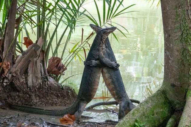 (220207) -- SINGAPORE, Feb. 7, 2022 -- Two monitor lizards wrestle at Singapore Botanic Gardens on Feb. 7, 2022. (Photo by Xinhua) SINGAPORE-BOTANIC GARDENS-LIZARDS ThenxChihxWey 