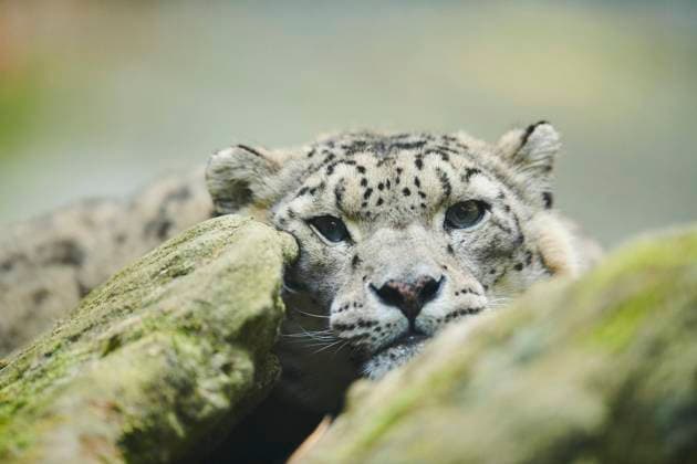 Schneeleopard (Panthera uncia) Porträt, captive, Bayern, Deutschland, Europa Copyright: imageBROKER Davidx&xMichaxSheldon ibxshe08156323.jpg
