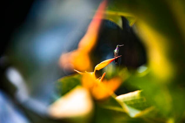 IMAGO Nature: Unsere Erde, Umweltprobleme, Regenwald Side view of small colibri sitting on orange Inflorescence of Heliconia on blurred background of verdant foliage in Costa Rica JosuTorrealday_CostaRica_116.jpg Copyright: xJosuxTorrealdayx Model Released