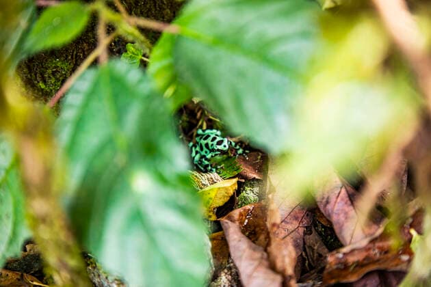 IMAGO Nature: Unsere Erde, Umweltvertr?gliche Herausforderungen, Regenwald From above selective focus of Dendrobates tinctorius sitting under green leaves on rainforest ground in Costa Rica on sunny day JosuTorrealday_CostaRica_122.jpg Copyright: xJosuxTorrealdayx Model Released