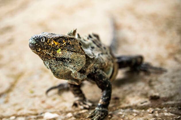 IMAGO Creative: UN Welt-Habitat-Tag am 3. Oktober Wild dangerous iguana with sharp ridge and colorful skin sitting on ground in forest on blurred background on summer day JosuTorrealday_CostaRica_18.jpg Copyright: xJosuxTorrealdayx Model Released