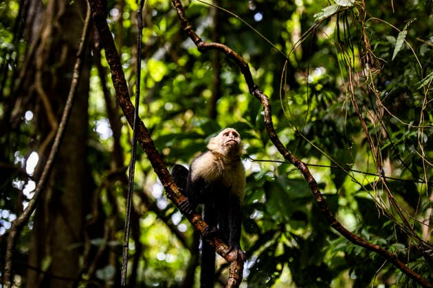IMAGO Nature: Unsere Erde, Umweltvertr?gliche Herausforderungen, Regenwald From below of wild Kaapori capuchin sitting on tree branch with lush green leaves in tropical forest on summer day JosuTorrealday_CostaRica_72.jpg Copyright: xJosuxTorrealdayx Model Released