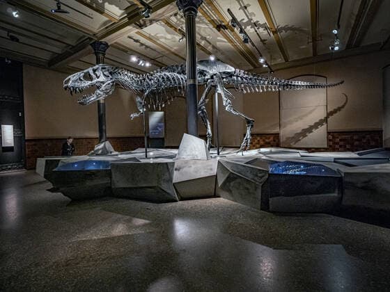 Themenfoto Saurier Tristan Otto Berlin Mitte, Naturkundemuseum: Tyrannosaurus-Skelett Tristan Otto, die Leihgabe kehrt nach Berlin zurück Berlin