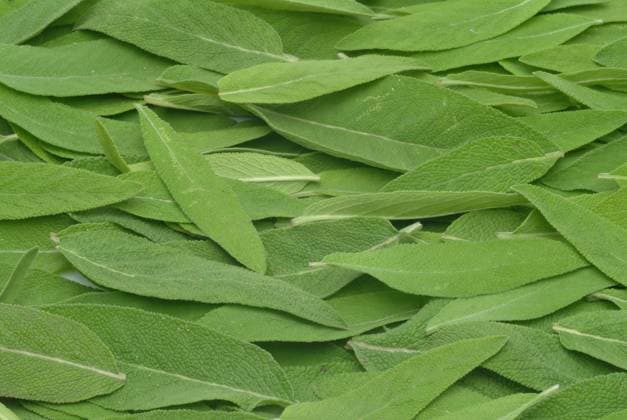 Echte Salbei, Salvia officinalis, auch Garten-Salbei, Küchensalbei oder Heilsalbei, Anwendungsgebiete sind unter anderem Husten, Heiserkeit, Halsschmerzen, Verdauungsprobleme, Zahnfleischentzündungen und übermäßiges Schwitzen. Salbei kann innerlich und äußerlich angewendet werden Real sage, Salvia officinalis, also garden sage, kitchen sage or healing sage, areas of application include cough, hoarseness, sore throat, digestive problems, gum inflammation and excessive sweating. Sage can be used internally and externally, Heilpflanzliche Anwendung ohne Gewähr, Aufnahmedatum unbekannt