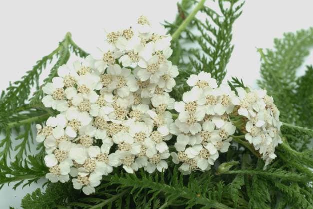 Gemeine Schafgarbe oder Gewöhnliche Schafgarbe, Achillea millefolium, Heilpflanze, die Heilkraft der Schafgarbe wird bei Appetitlosigkeit, krampfartigen Magen-Darm-Beschwerden sowie leichten Haut- und Schleimhautentzündungen genutzt Common yarrow, Achillea millefolium, medicinal plant, the healing power of yarrow is used for loss of appetite, cramp-like gastrointestinal complaints, and mild skin and mucous membrane inflammations, Heilpflanzliche Anwendung ohne Gewähr, Aufnahmedatum unbekannt