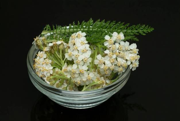 Gemeine Schafgarbe oder Gewöhnliche Schafgarbe, Achillea millefolium, Heilpflanze, die Heilkraft der Schafgarbe wird bei Appetitlosigkeit, krampfartigen Magen-Darm-Beschwerden sowie leichten Haut- und Schleimhautentzündungen genutzt Common yarrow, Achillea millefolium, medicinal plant, the healing power of yarrow is used for loss of appetite, cramp-like gastrointestinal complaints, and mild skin and mucous membrane inflammations, Heilpflanzliche Anwendung ohne Gewähr, Aufnahmedatum unbekannt