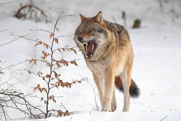 12.02.2022, Tierfreigehege Falkenstein, GER, Tier Wolf (Wölfe), Bayerischer Wald, Canis lupus