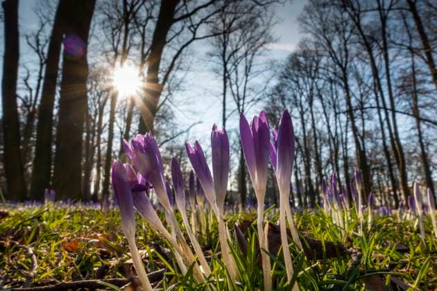 News Bilder des Tages Die ersten Frühlingsboten, hier Krokusse, im Schlosspark Biesdorf in Berlin-Marzahn-Hellersdorf. Foto: Volker Hohlfeld Frühlingsboten
