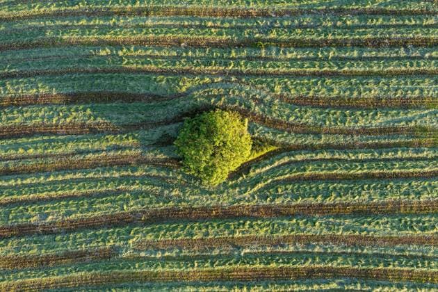 Aerial view lone tree among striped green crop, Auvergne, France  Copyright: StephanxZirwes fStopImages1992034