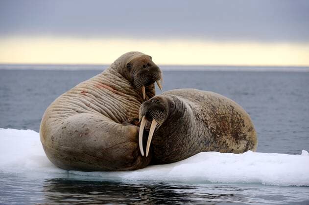 Zwei auf Eis ruhende Walrosse (Odobenus rosmarus) Foxe Basin, Nunavut, Kanada, Nordamerika *** Two walruses resting on ice Odobenus rosmarus Foxe Basin, Nunavut, Canada, North America Copyright: imageBROKER EricxBaccega iblecb05811208.jpg