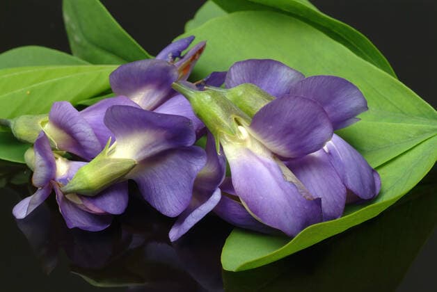 Indigolupine, Baptisia australis, Blaue Färberhülse, Australische Färberhülse oder Falscher Indigo, Färbepflanze, Heilpflanze, enthält eine Reihe von Chinolizidin-Alkaloiden, darunter Anagyrin, Baptifolin, Cystinin und Lupanin Baptisia australis, commonly known as blue wild indigo or blue false indigo, sometimes used as a medicinal plant, coloring plant, Heilpflanzliche Anwendung ohne Gewähr, Aufnahmedatum unbekannt
