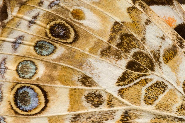 Spotted pattern of the wings of the Painted Lady butterfly (Vanessa cardui); the most widespread of all butterfly species MarkWindom_MiscX_2.jpg Copyright: xMarkxWindomx Model Released