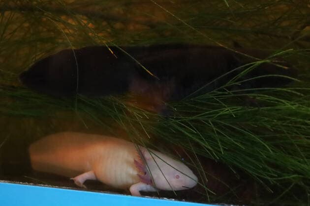 ˜Ajoloton™ Ecologist Project to Preserve the Axolotl Species MEXICO CITY, MEXICO - FEB 16, 2022: Detail of an Axolotl before releasing it to preservation of the specie and its habitat as part of ecologist campaign. On February 16, 2022 In Mexico City, Mexico. (Photo by Luis Barron Eyepix Group) Copyright: xLuisxBarronx xEyepixxGroupx EYEPIX_LBE_16022022_55982