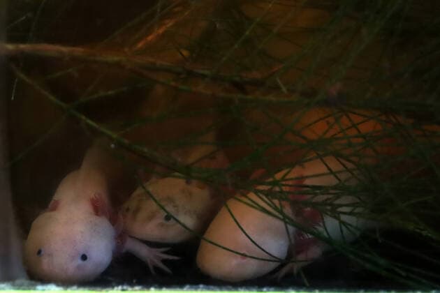 ˜Ajoloton™ Ecologist Project to Preserve the Axolotl Species MEXICO CITY, MEXICO - FEB 16, 2022: Detail of an Axolotl before releasing it to preservation of the specie and its habitat as part of ecologist campaign. On February 16, 2022 In Mexico City, Mexico. (Photo by Luis Barron Eyepix Group) Copyright: xLuisxBarronx xEyepixxGroupx EYEPIX_LBE_16022022_55984