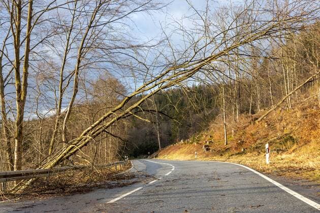 Sturmschäden im Taunus Die Landstraße L3004 ist an der Hegewiese unterhalb des Großen Feldbergs wegen zahlreicher umgestürzter Bäume gesperrt. Das Sturmtief Ylenia hatte im Taunus für einige Schäden gesorgt., Schmitten Hessen Deutschland