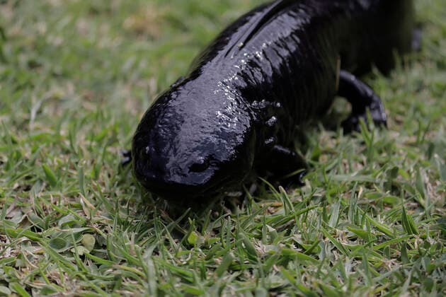 Mexiko, Auswilderung von Axolotl Release Of Ajolotes In Xochimilco, Mexico City A salamander release at the Centro Ecoturistico Chinampero Michmani located on a chinampa in Xochimilco, Mexico City. The Mexican axolotl or ajolote, Ambystoma mexicanum, is a salamander with the unusual characteristic of retaining its larval features as an adult. This condition, known as neoteny, means that it retains its tadpole-like dorsal fin - which runs almost the entire length of its body - and its external gills, which protrude from the back of its broad, feathery head. Mexico City Mexico City Mexico  Copyright: xGerardoxVieyrax originalFilename: vieyra-notitle220216_npk4u.jpg