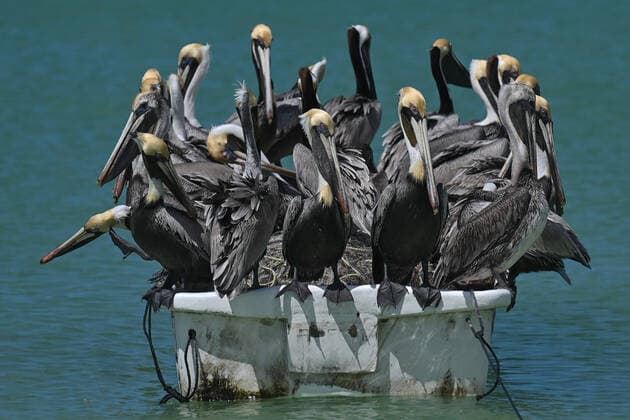 Daily Life In Celestun During The Covid-19 Pandemic Pelicans sitting on a fishing boat moored on Celestun beach. On Thursday, February 17, 2022, in Celestun, Yucatan, Mexico. Celestun Mexico  Copyright: xArturxWidakx originalFilename: widak-dailylif220217_npdOD.jpg