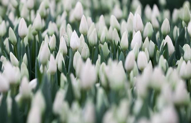 News Bilder des Tages NOVOSIBIRSK, RUSSIA â€“ FEBRUARY 17, 2022: White tulips in a greenhouse of the Aleksia garden centre in Novosibirsk, south Siberia, in the run-up to International Womenâ€™s Day, 8 March. On International Womenâ€™s Day, which is a public holiday in Russia, women are traditionally presented with flowers and other gifts. Kirill Kukhmar TASS  TS123FF9
