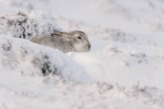  Berghase (Lepus timidus) erwachsen, im Winterfell, in Form sitzend am schneebedeckten Hang, Grampian Mountains, Highlands, Schottland, Januar *** Mountain hare Lepus timidus adult, in winter coat, sitting in form on snowy slope, Grampian Mountains, Highlands, Scotland, January Copyright: imageBROKER/FLPAx/xAndrewxMason iblhoj05633762.jpg