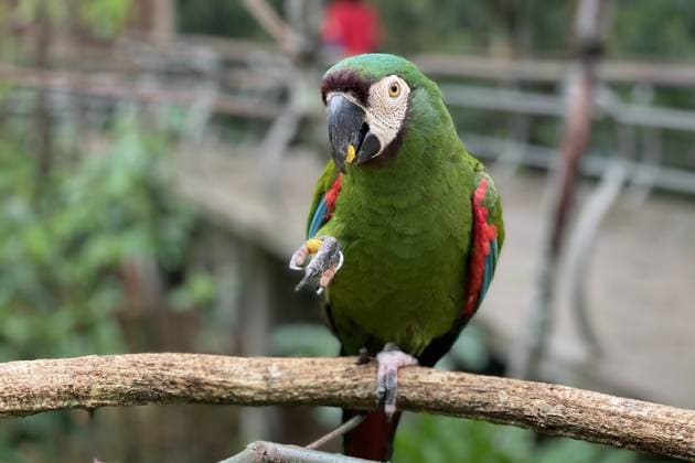 Iguacu Themenfoto: Urlaub, Suedamerika, Brasilien, Tier, Vogel, 20.02.2022 Ein brasilianischer Rutbugara Papagei, Themenfoto: Urlaub, Suedamerika, Brasilien, Tier, Vogel,20.02.2022 - *** Iguacu theme photo vacation, South America, Brazil, animal, bird, 20 02 2022 A Brazilian Rutbugara parrot, theme photo vacation, South America, Brazil, animal, bird,20 02 2022 Copyright: xAugstx xEibner-Pressefotox EP_jat