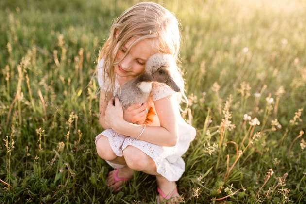 IMAGO Creative: Ostern Cute girl embracing baby duck in meadow model released, ANF00030