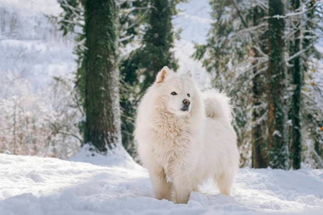 Samoyed dog standing on snow in winter property released, OMIF00585