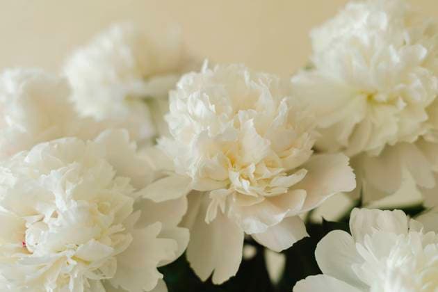 Bunch of fresh white peony flowers property released, SEAF00481