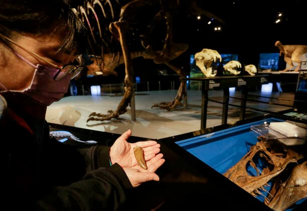 (220225) -- VANCOUVER, Feb. 25, 2022 -- A person holds a cast fossil tooth of a Tyrannosaurus rex (T. rex) during a media preview of the T. rex: The Ultimate Predator at Science World in Vancouver, British Columbia, Canada, on Feb. 25, 2022. T. rex: The Ultimate Predator is a massive feature exhibition which introduces visitors to the entire tyrannosaur family through life-sized models, fossil casts, and interactive experiences. The exhibition runs from Feb. 26, 2022 to Jan. 22, 2023. (Photo by Xinhua) CANADA-VANCOUVER-EXHIBITION-DINOSAUR-T. REX LiangxSen