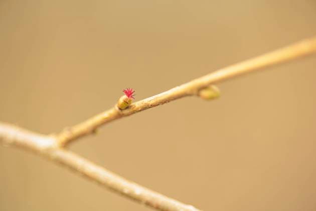 Frühlingserwachen 2022-02-26, GER, Bayern: Frühlingserwachen - weibliche Haselnussblüte im Februar, erste Frühlingsboten *** Spring Awakening 2022 02 26, GER, Bavaria spring awakening female hazelnut blossom in February, first signs of spring.