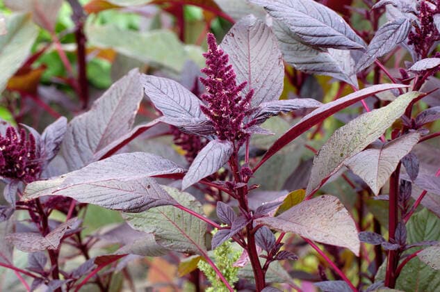 IMAGO Nature: Unsere Erde, Klimawandel, Ernährung, Pflanzen der Zukunft, Amaranth Trauer-Amarant, Traueramarant, Trauer-Fuchsschwanz, Trauerfuchsschwanz (Amaranthus hypochondriacus), bluehend Prince-of-Wales feather, prince s-feather (Amaranthus hypochondriacus), blooming BLWS663394 *** Mourning amaranth, mourning amaranth, mourning foxtail, mourning foxtail Amaranthus hypochondriacus , blooming Prince of Wales feather, prince s feather Amaranthus hypochondriacus , blooming BLWS663394 Copyright: xblickwinkel McPHOTO O.xDiezx
