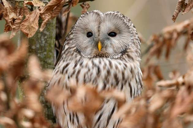  Bartkauz (Strix nebulosa), sitzend in einem Baum, Tierporträt, captive *** Great horned owl Strix nebulosa , sitting in a tree, animal portrait, captive Copyright: imageBROKER/RonaldxWittek ibxron08173026.jpg