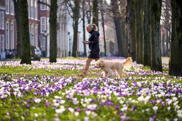 IMAGO Creative: Jahreszeit Frühling, Frühlingsanfang am 20. März News Themen der Woche KW09 News Bilder des Tages The Hague, 2 March 2022 - Crocuses on the long Voorhoiut in The Hague, Photo: Phil Nijhuis *** The Hague, 2 March 2022 Crocuses on the long Voorhoiut in The Hague, Photo Phil Nijhuis  Copyright: xANPx xPhilxNijhuisx x444911365x originalFilename: 444911365.jpg