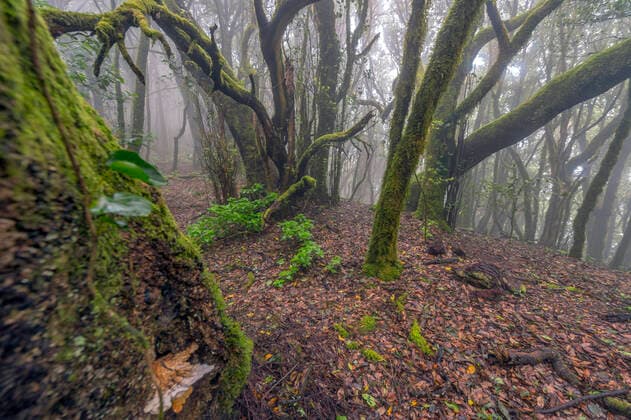Creative Highlights World Lorbeerwald im Garajonay Nationalpark, Kanaren, La Gomera, Garajonay Nationalpark Laurel forest at the Garajonay National Park, Canary Islands, La Gomera, Garajonay National Park BLWS663610 *** Laurel forest at the Garajonay National Park, Canary Islands, La Gomera, Garajonay National Park BLWS663610 Copyright: xblickwinkel C.xKaiserx
