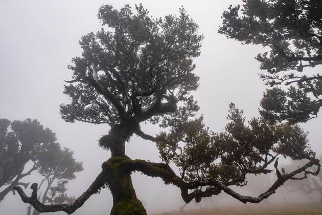Creative Highlights World Alter Lorbeerwald, Stinkloorbeer (Ocotea foetens), Laurissilva, im Nebel mit stinkenden Lorbeer Bäumen, UNESCO Weltkulturerbe, Fanal, Madeira, Portugal, Europa *** Old laurel forest, stinking laurel Ocotea foetens , Laurissilva, in the mist with stinking laurel trees, UNESCO World Heritage Site, Fanal, Madeira, Portugal, Europe Copyright: imageBROKER/SonjaxJordan ibxjor08173622.jpg