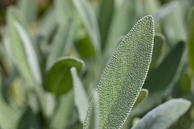 Echter Salbei (Salvia officinalis), Nahaufnahme der aromatischen Blätter, Sachsen, Deutschland *** True sage Salvia officinalis , close-up of aromatic leaves, Saxony, Germany