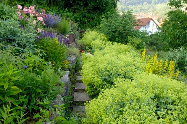 Weicher Frauenmantel (Alchemilla mollis), Gartenweg mit Frauenmantel, Deutschland lady s mantle (Alchemilla mollis), Garden path with Lady s Mantle, Germany BLWS663743 *** Soft lady mantle Alchemilla mollis , Garden path with lady s mantle, Germany lady s mantle Alchemilla mollis , Garden path with lady s mantle, Germany BLWS663743 Copyright: xblickwinkel McPHOTO O.xDiezx