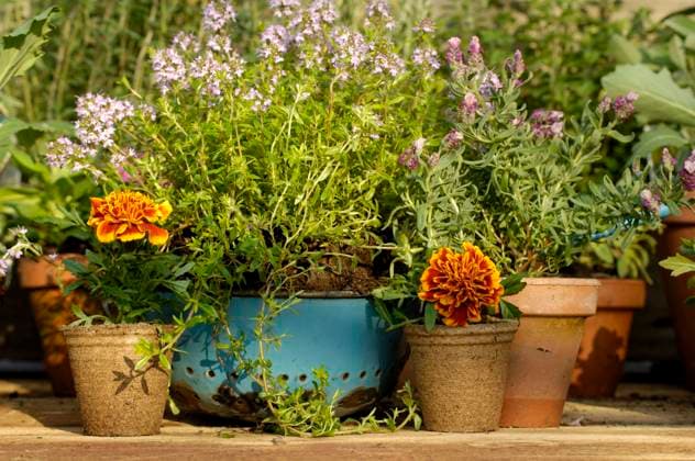Zitronenthymian, Zitronen-Thymian (Thymus x citriodorus, Thymus citriodorus, Thymus marschallianus), Studenblume und Thymian, Deutschland Lemon Thyme (Thymus x citriodorus, Thymus citriodorus, Thymus marschallianus), Marigold and thyme, Germany BLWS663774 *** Lemon Thyme Thymus x citriodorus, Thymus citriodorus, Thymus marschallianus , Studenflower and thyme, Germany Lemon Thyme Thymus x citriodorus, Thymus citriodorus, Thymus marschallianus , Marigold and thyme, Germany BLWS663774 Copyright: xblickwinkel McPHOTO O.xDiezx