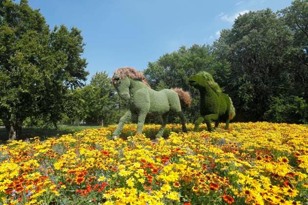 Pferdefigur, Pflanzenskulptur, Botanischer Garten, Montreal, Provinz Quebec, Kanada, Nordamerika *** Horse figure, plant sculpture, botanical garden, Montreal, province of Quebec, Canada, North America Copyright: imageBROKER GuentherxSchwermer iblgsc08167370.jpg